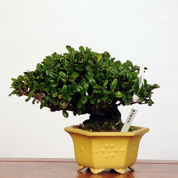 盆栽：ヒサカキ(非榊・姫榊)鉢　英明　現品*ひさかき Eurya japonica　Hisakaki bonsai 中品盆栽