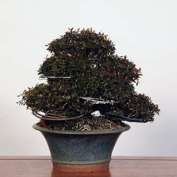 盆栽 特選：縮緬葛（チリメンカズラ）　現品* ちりめんかずら　 Kazura bonsai 中品盆栽 2