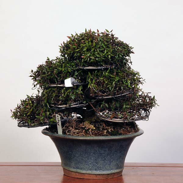 盆栽 特選：縮緬葛（チリメンカズラ）　現品* ちりめんかずら　 Kazura bonsai 中品盆栽 1