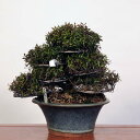 盆栽 特選：縮緬葛（チリメンカズラ）　現品* ちりめんかずら　 Kazura bonsai 中品盆栽