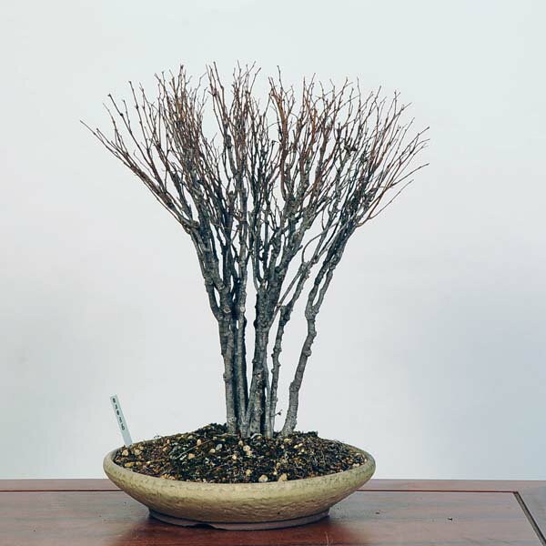 盆栽：欅(けやき)　現品*ケヤキ Zelkova serrata　Keyaki bonsai 中品盆栽