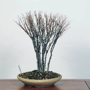 ߺϡݰ(䤭)*䥭 Zelkova serrataKeyaki bonsai ߺ