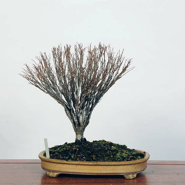 盆栽：欅(けやき)　現品*ケヤキ Zelkova serrata　Keyaki bonsai 中品盆栽