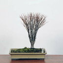 盆栽：欅(けやき)　現品*ケヤキ Zelkova serrata　Keyaki bonsai 中品盆栽