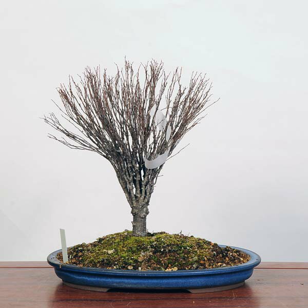 盆栽：欅(けやき)　現品*ケヤキ Zelkova serrata　Keyaki bonsai 中品盆栽