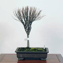 盆栽：欅(けやき)　現品*ケヤキ Zelkova serrata　Keyaki bonsai 中品盆栽