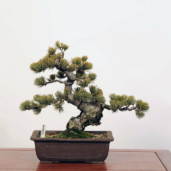 盆栽：五葉松*現品 ごようまつ　ゴヨウマツ　Goyoumatsu bonsai 中品盆栽