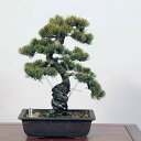 盆栽：五葉松*現品 ごようまつ　ゴヨウマツ　Goyoumatsu bonsai 中品盆栽