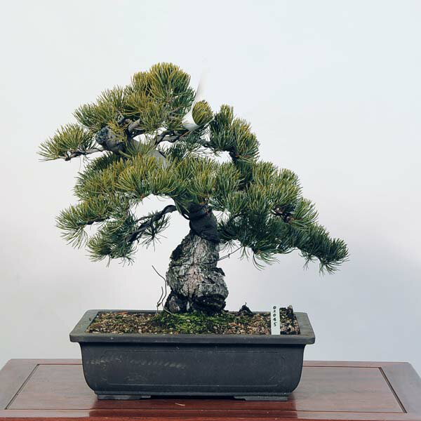 盆栽 特選：五葉松*現品 ごようまつ　ゴヨウマツ　Goyoumatsu bonsai 中品盆栽