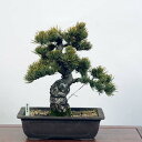 ~́Fܗt*i 悤܂@SE}c@Goyoumatsu bonsai i~