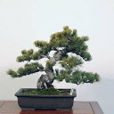 ~ IFܗt*i 悤܂@SE}c@Goyoumatsu bonsai i~