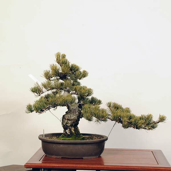 盆栽 特選：五葉松* 現品 ごようまつ ゴヨウマツ Goyoumatsu bonsai 大品盆栽 大型ヤマト便配送