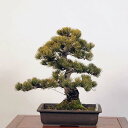 盆栽 特選：五葉松*現品 ごようまつ　ゴヨウマツ　Goyoumatsu bonsai 中品盆栽