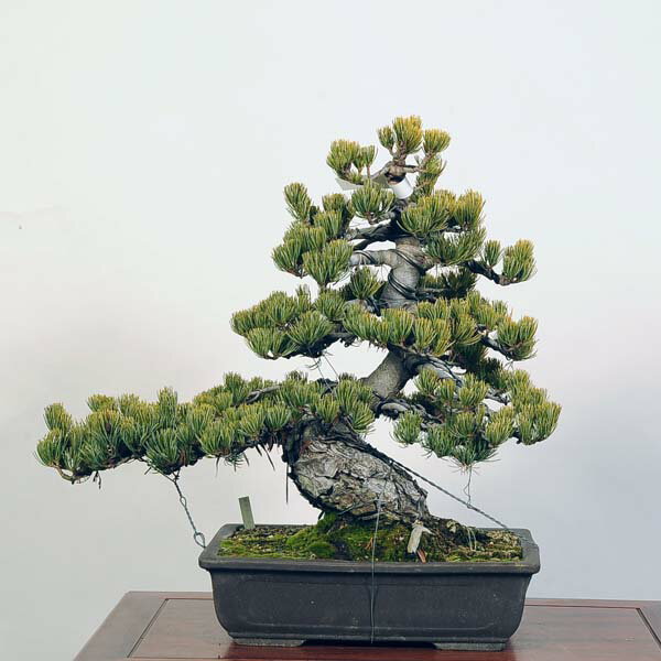 盆栽 特選：五葉松*現品 ごようまつ　ゴヨウマツ　Goyoumatsu bonsai 中品盆栽