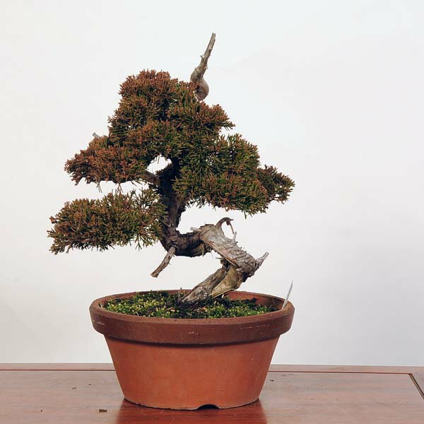 盆栽：特選糸魚川真柏 現品* しんぱく　シンパク Sabina chinesis　Shinpaku bonsai 中品盆栽