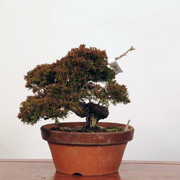 盆栽：特選糸魚川真柏 現品* しんぱく　シンパク Sabina chinesis　Shinpaku bonsai 中品盆栽