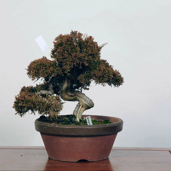 盆栽：特選糸魚川真柏 現品* しんぱく　シンパク Sabina chinesis　Shinpaku bonsai 中品盆栽