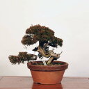 盆栽：特選糸魚川真柏 現品* しんぱく　シンパク Sabina chinesis　Shinpaku bonsai 中品盆栽