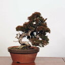 盆栽：特選糸魚川真柏 現品* しんぱく　シンパク Sabina chinesis　Shinpaku bonsai 中品盆栽