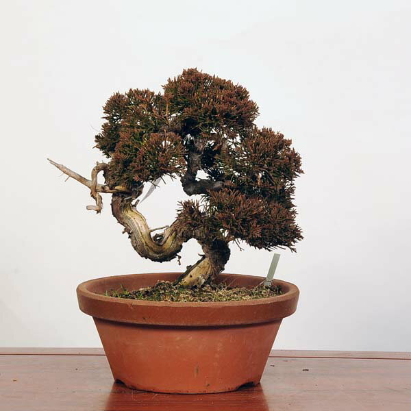 盆栽：特選糸魚川真柏 現品* しんぱく　シンパク Sabina chinesis　Shinpaku bonsai 中品盆栽