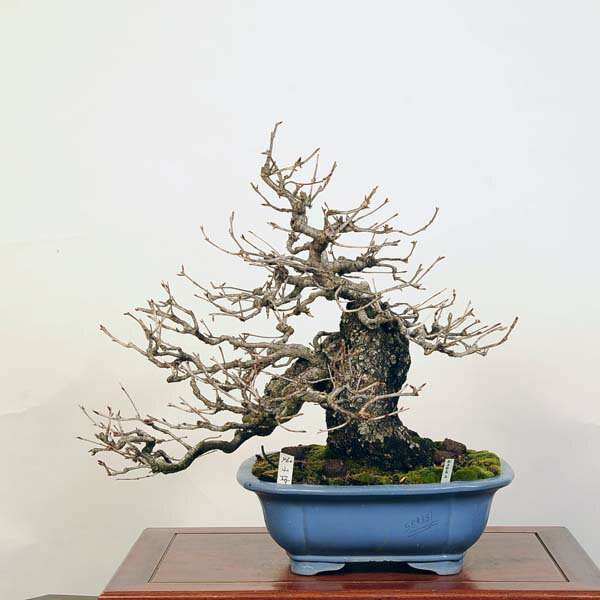 盆栽 特選：山桜(サクラ)　現品 *サクラ Sakura bonsai【大型ヤマト便配送】 大品盆栽