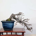 盆栽 特選：山桜(サクラ)　現品 *サクラ Sakura bonsai【大型ヤマト便配送】 大品盆栽