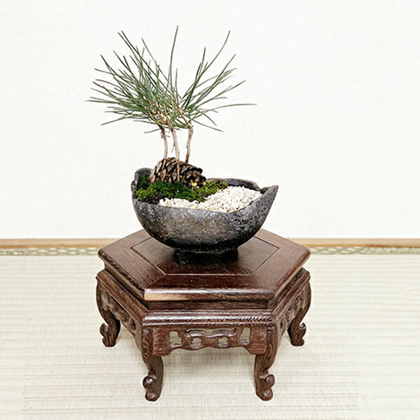 ���եȡ�¨���вٲġ��ۥߥ��ߺϡ����ܤä����*�������ʹ��ڤ���ȭ)�ݤȺ��դ����ʿ��ߺ� ȭ���� ������ �� �ץ쥼��� bonsai