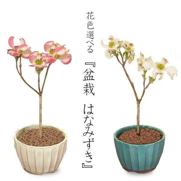 ミニ盆栽：ハナミズキ* （国産菊型鉢）＜2024年開花終了＞ 花水木鉢植え 鉢花 はなみずきbonsai