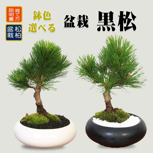 ٤ߺ ʥƫȭ)*ݤդ ޤ ޥ ȭ black pine bonsai