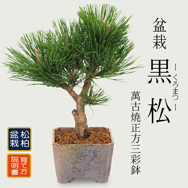 盆栽：黒松（萬古焼正方三彩鉢)*くろまつ クロマツ 鉢植え black pine bonsai【即日出荷可！】