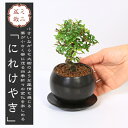 ミニ盆栽：にれけやき 和モダン丸陶器鉢(受け皿付き) 楡欅ニレケヤキ雑木bonsai