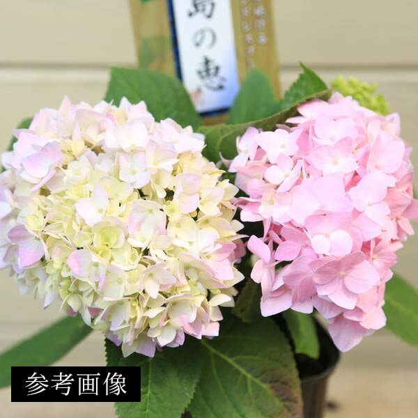 盆栽：紫陽花　霧島の恵*（萬古焼深鉢）四季咲き あじさい アジサイ 鉢花 鉢植えbonsai 2