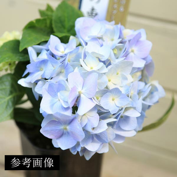 盆栽：紫陽花　霧島の恵*（萬古焼深鉢）四季咲き あじさい アジサイ 鉢花 鉢植えbonsai 3