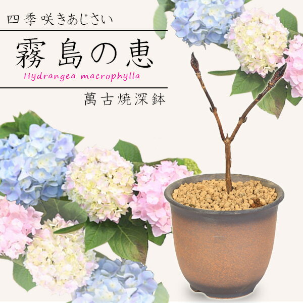 盆栽：紫陽花　霧島の恵*（萬古焼深鉢）四季咲き あじさい アジサイ 鉢花 鉢植えbonsai