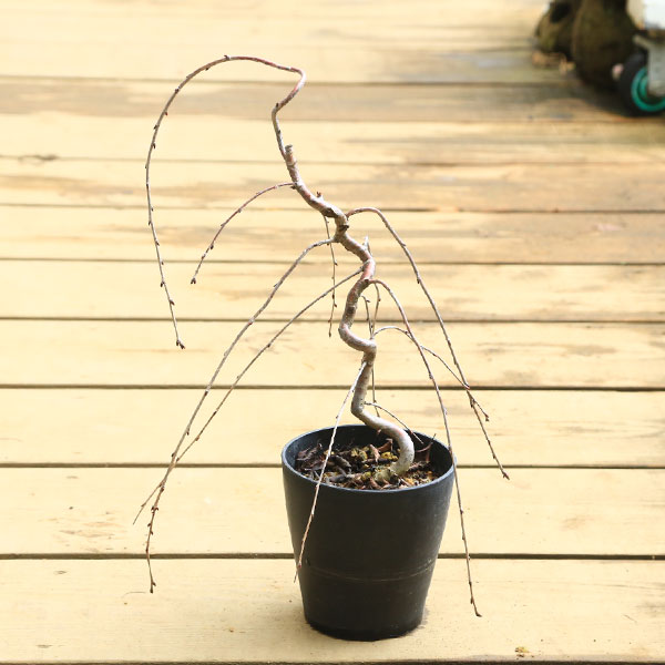 Miniature Rose - 送料無料　特撰庭木・盆栽向き：しだれ桜(しだれ富士桜)一重しだれ桜　曲芸苗*当店おまかせ