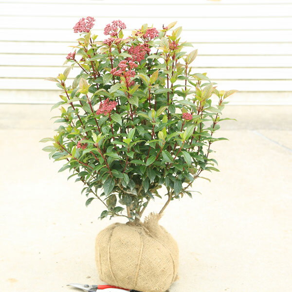 特撰植木　庭木：常緑ガマズミ　ビバーナム　ティヌス*超美品　5本限り　がまずみ　びばーなむ