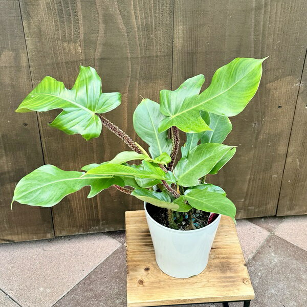 おしゃれ 観葉植物：フィロデンドロン スクアミフェルム*5号 プラポットのサムネイル