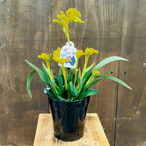 おしゃれ 観葉植物 鉢花：カンガルーポー イエロー*黄 5号 プラポット