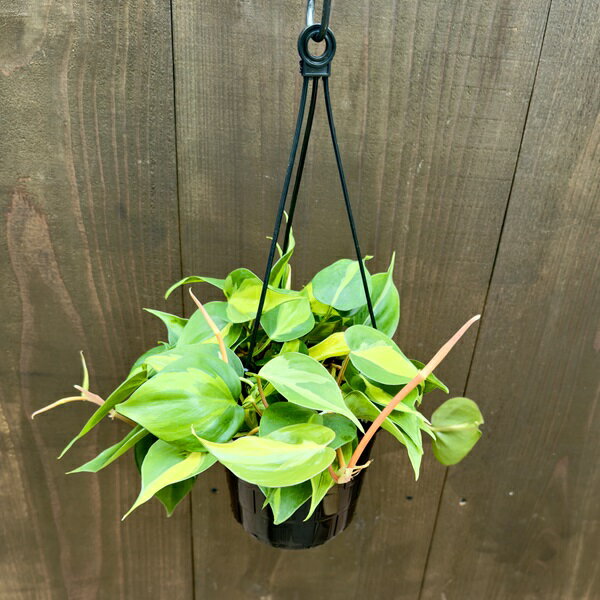 おしゃれ　観葉植物：オキシカルジューム ブラジル 5号*吊り鉢　再入荷しました