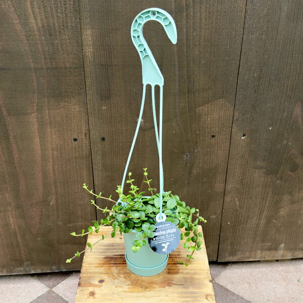 おしゃれ　観葉植物　多肉植物：カランコエ　フィフィ*3.5号　吊り鉢