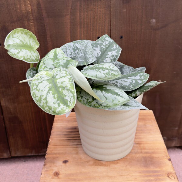 楽天市場】スキンダプサス(サイズ(植木鉢)4 ~ 6号)の通販 楽天市場】スキンダプサス(サイズ(植木鉢)4 ~ 6号)の通販