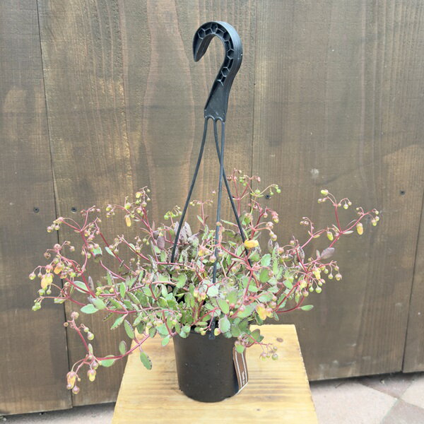 ������� ���տ�ʪ������󥳥� ���󥼥����*�ߤ�ȭ