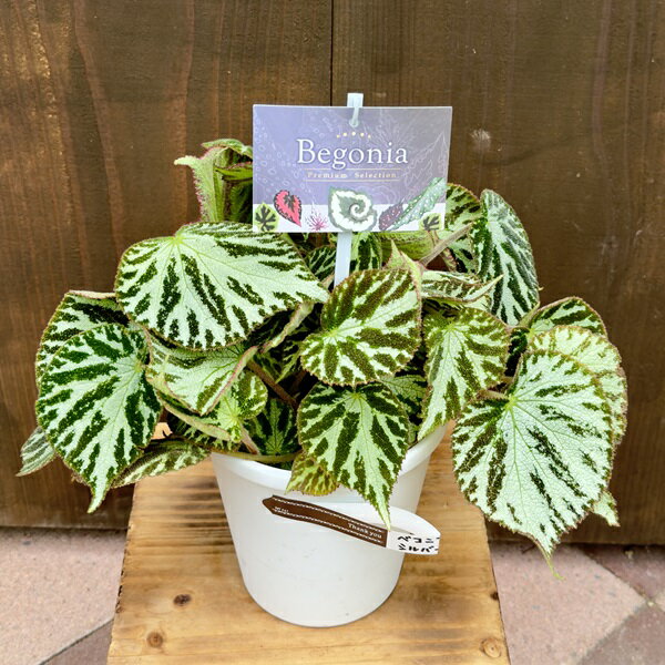 おしゃれ 観葉植物：ベゴニア シルバージュエル Begonia silver jewel 5号