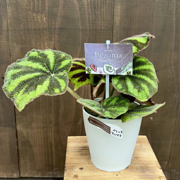 おしゃれ　観葉植物：ベゴニア マッソニアナマクラータ*Begonia masoniana maculata 5号