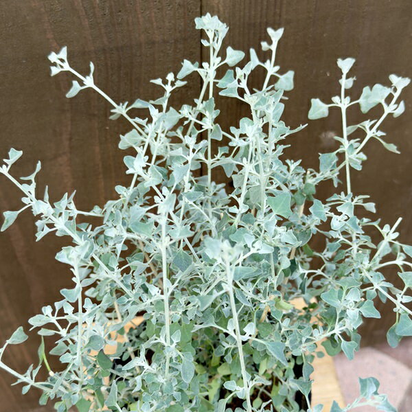 ���� ���տ�ʪ���ۥ磻�ȥ���ȥ֥å���*5�� �饴�ǥ��� ���������ץ��� �ͥ��ƥ��֥ץ��� �������ȥ�ꥢ�ץ���