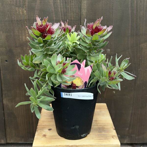 おしゃれ 観葉植物 鉢花：リューコスペルマム カリプソレッド*リュウコスペルマム 5号