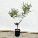 おしゃれ　観葉植物：オリーブの木 ネバディロブロンコ 8号*現品17番　SOUJU 創樹 そうじゅ NevadilloBlanco 大型佐川急便