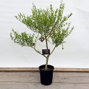 おしゃれ　観葉植物：オリーブの木 ネバディロブロンコ 8号*現品19番　SOUJU 創樹 そうじゅ NevadilloBlanco 大型佐川急便