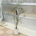 花苗　観葉植物：アカシア スノーウィ―リバー*7号 Acacia boormanii 大型ヤマト便