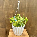 観葉植物:ポトス テルノサンシャイン*5号 吊り鉢